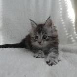 Maine coon kittens