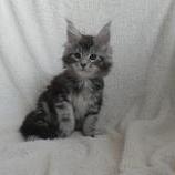 Maine coon kittens