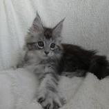 Maine coon kittens