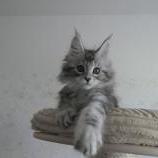 Maine coon kittens