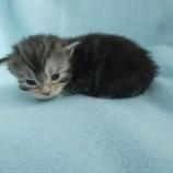 Maine coon kittens