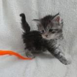 Maine coon kittens