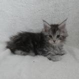 Maine coon kittens