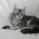 Maine coon kittens