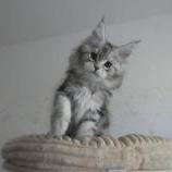 Maine coon kittens