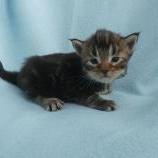 Maine coon kittens