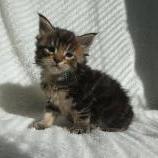 Maine coon kittens