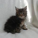 Maine coon kittens