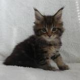 Maine coon kittens