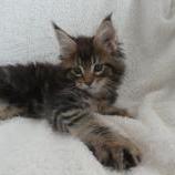 Maine coon kittens