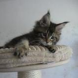 Maine coon kittens