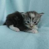 Maine coon kittens