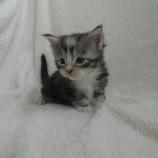Maine coon kittens