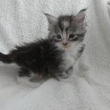 Maine coon kittens