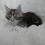Maine coon kittens