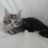 Maine coon kittens
