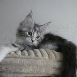 Maine coon kittens
