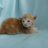 Maine coon kittens