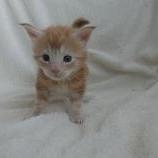 Maine coon kittens