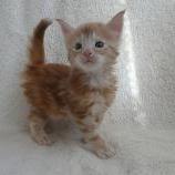 Maine coon kittens
