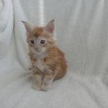 Maine coon kittens