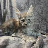 Maine coon kittens