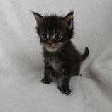 Maine coon kittens