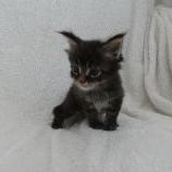 Maine coon kittens