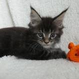 Maine coon kittens