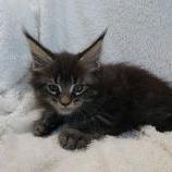 Maine coon kittens