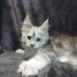Maine coon kittens