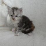 Maine coon kittens