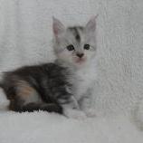 Maine coon kittens
