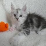 Maine coon kittens