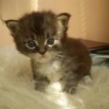 Maine coon kittens