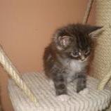 Maine coon kittens