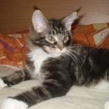 Maine coon kittens