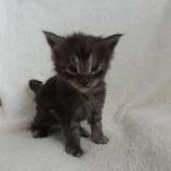 Maine coon kittens