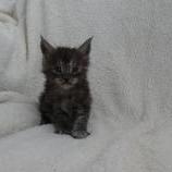 Maine coon kittens