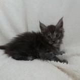 Maine coon kittens