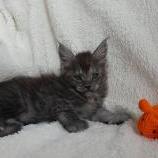 Maine coon kittens