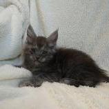 Maine coon kittens