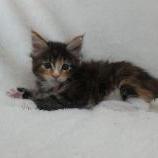 Maine coon kittens