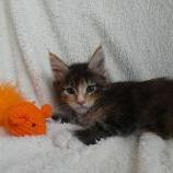 Maine coon kittens
