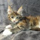 Maine coon kittens