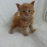 Maine coon kittens