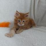 Maine coon kittens