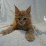 Maine coon kittens