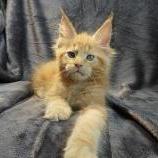 Maine coon kittens