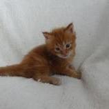 Maine coon kittens